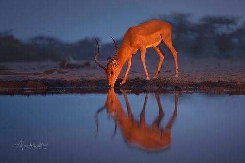 Золотая Антилопа...