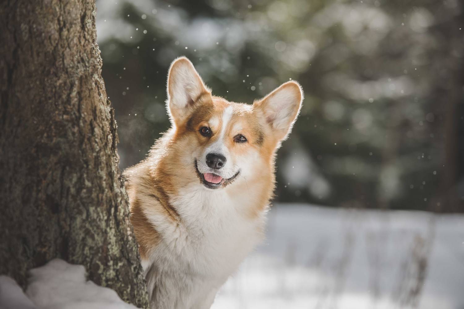 , Мороз Ирина