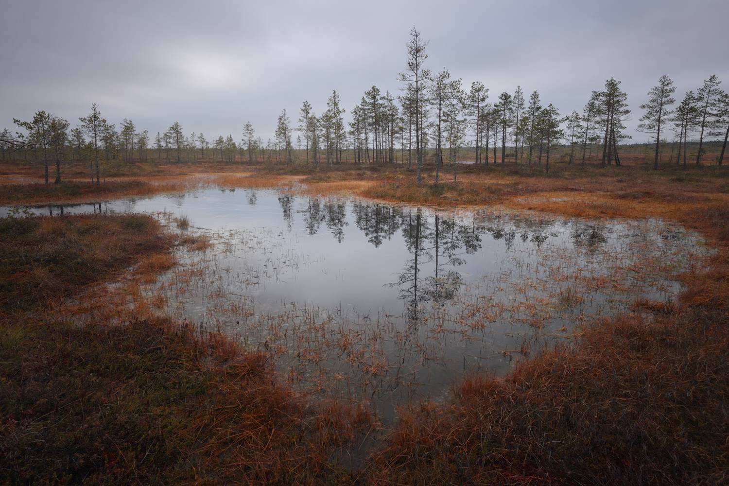 пейзаж, болото, отражение, осень, Андрей