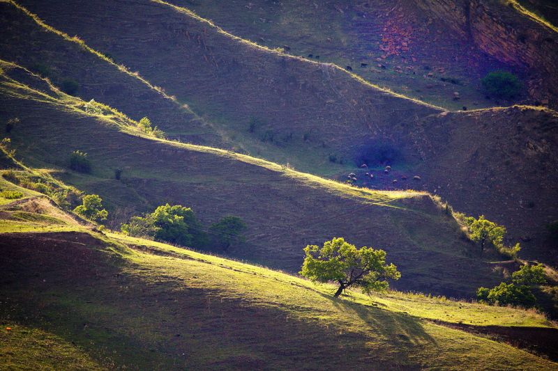 Северный Кавказ Весенний Дагестан Дагестан май 2023 фото превью
