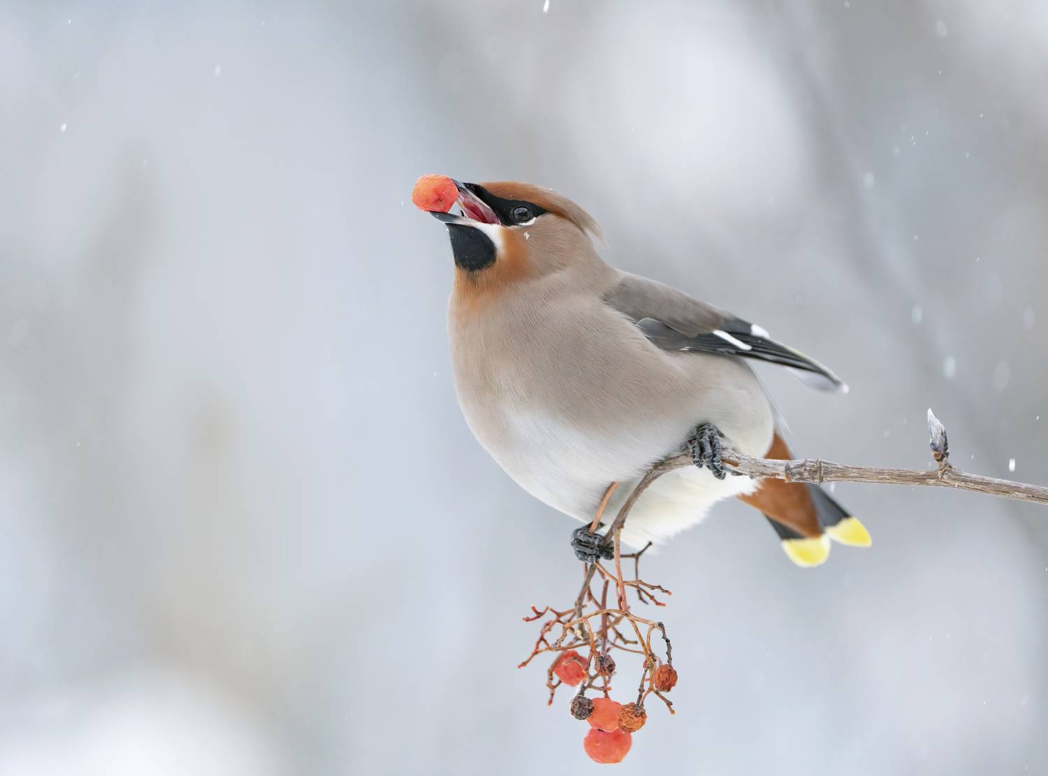 птицы,природа, зима, Андрей Киселёв