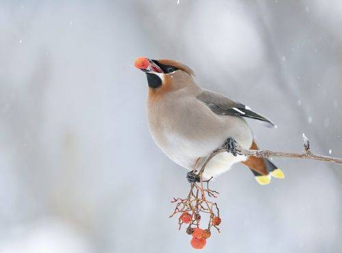 Свиристель