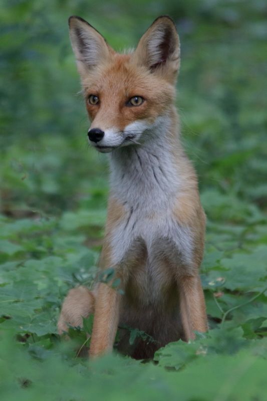 природа, животные, млекопитающие, звери, лиса, анималистика, фотоохота \