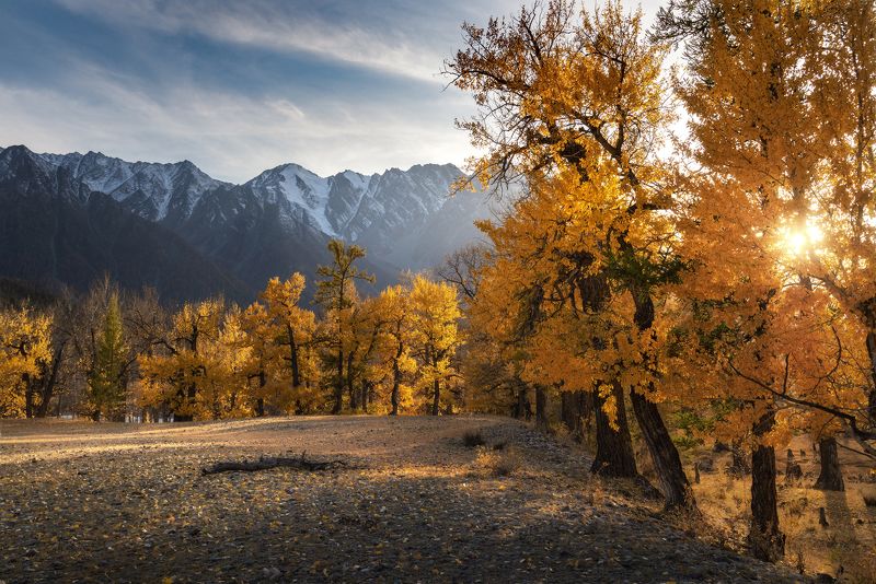алтай, горный алтай, пейзажи алтая, кош-агачский район, золотая осень, осенние краски, горы, осенний алтай, золотые тополя, краски осени В плену медовых тополей фото превью