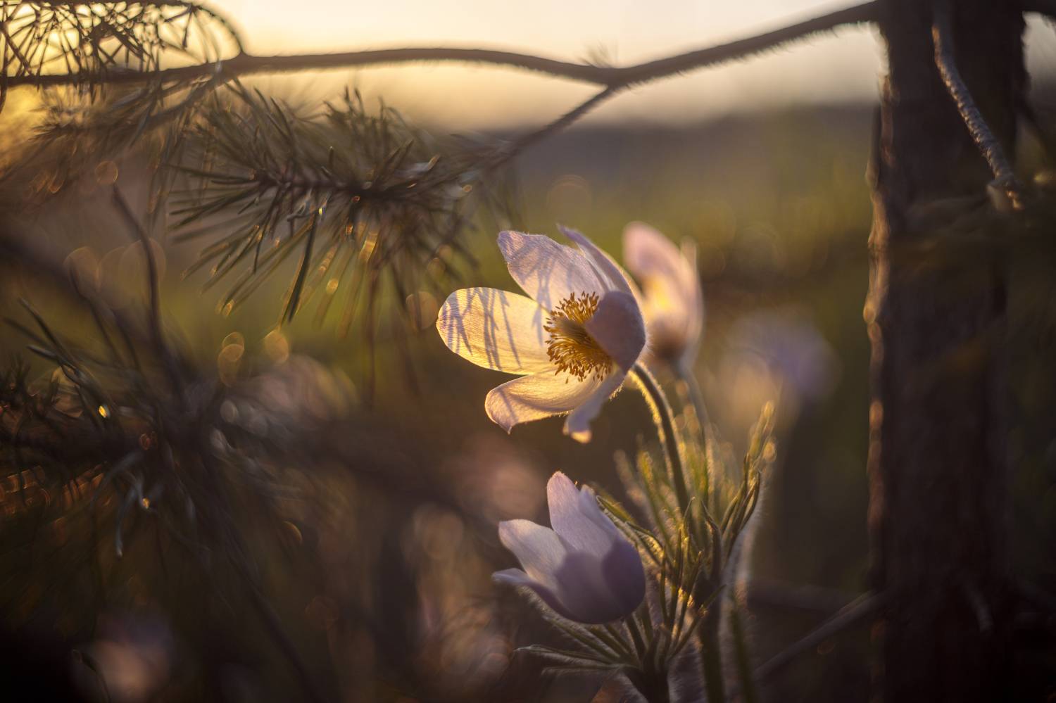 макро, цветы, закат, прострел, Efremenko Nikita