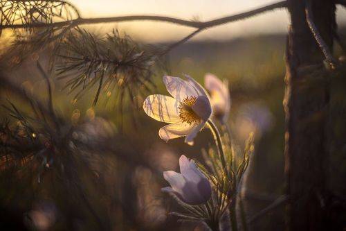 Весенний вечер в сосняке