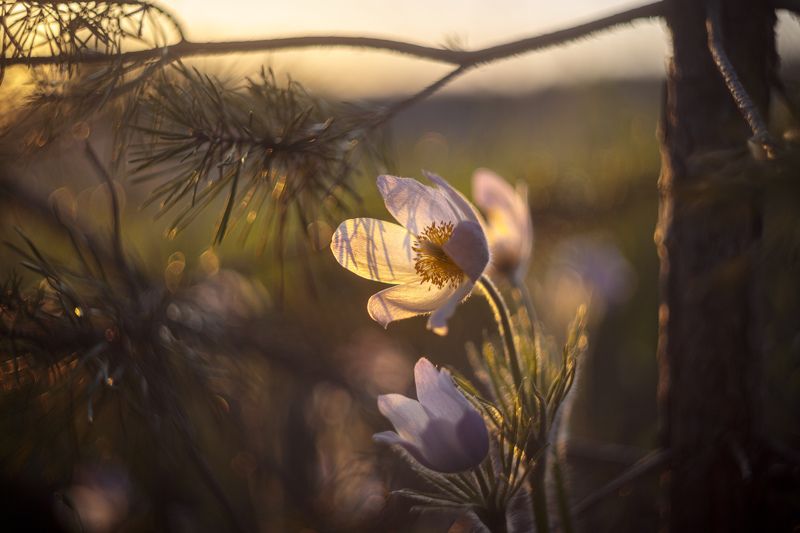макро, цветы, закат, прострел Весенний вечер в сосняке фото превью