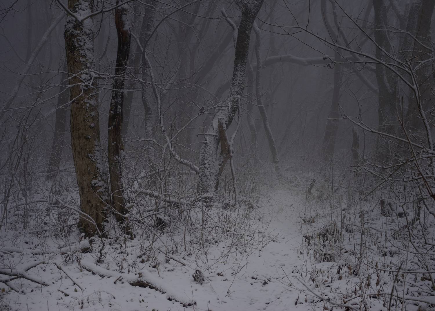 зима туман лес утро, Александр Жарников