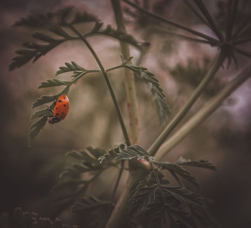 Ladybug  фото превью