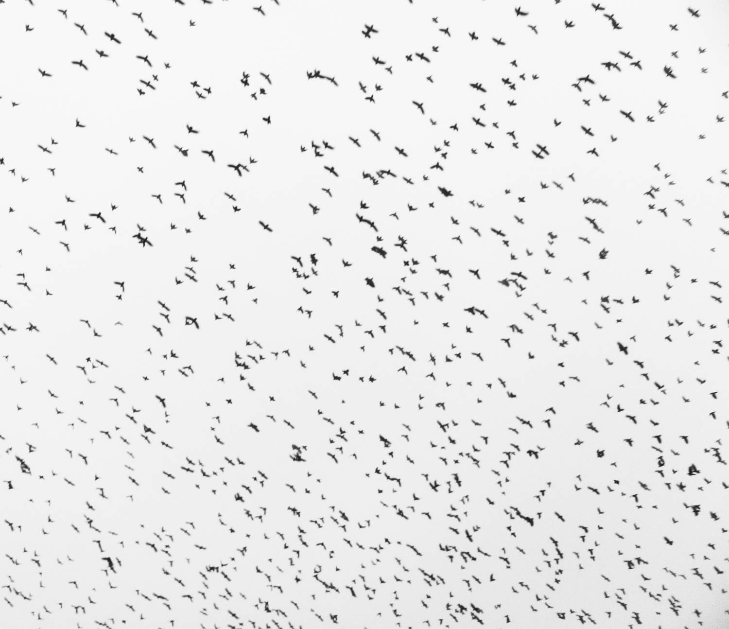 , Табуев Батраз