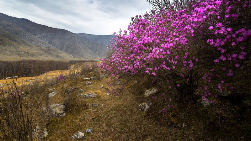 Рододендрон, цветы, кусты, розовый Рододендрон фото превью