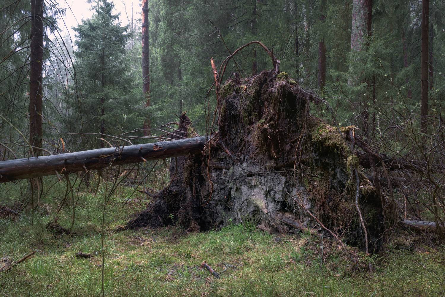лес, деревья, листва, Валерий Вождаев