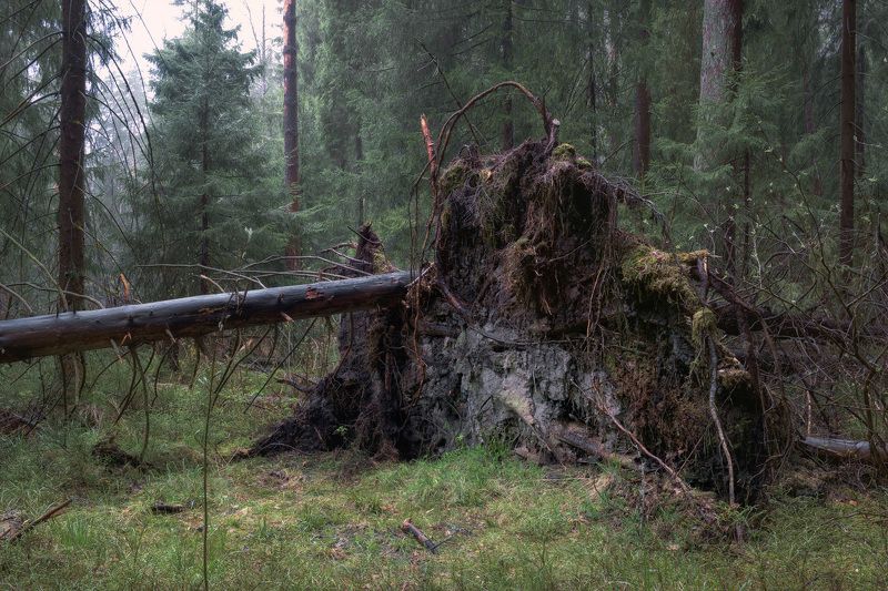 В лесу после дождя фото превью