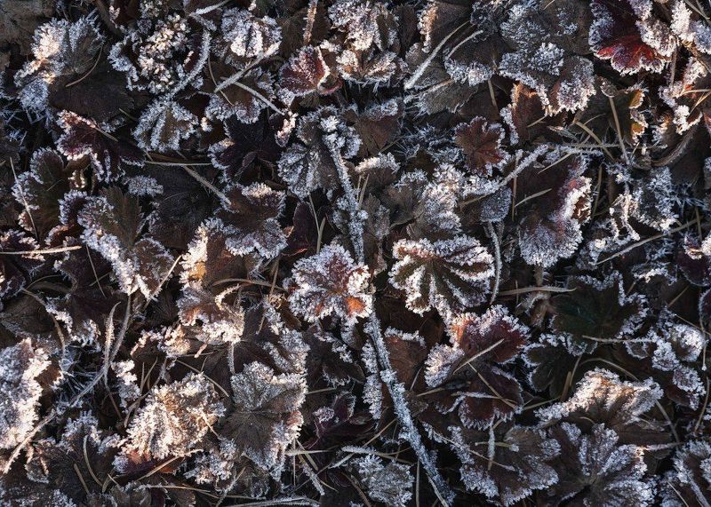 Волшебство морозной кисти…  The magic of the frosty brush... фото превью