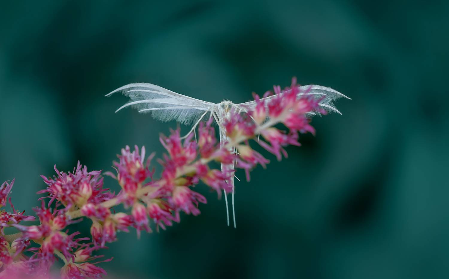 пальцекрылка, Ершова Юлия