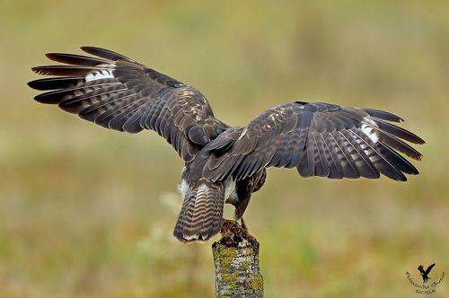 Обратная сторона.