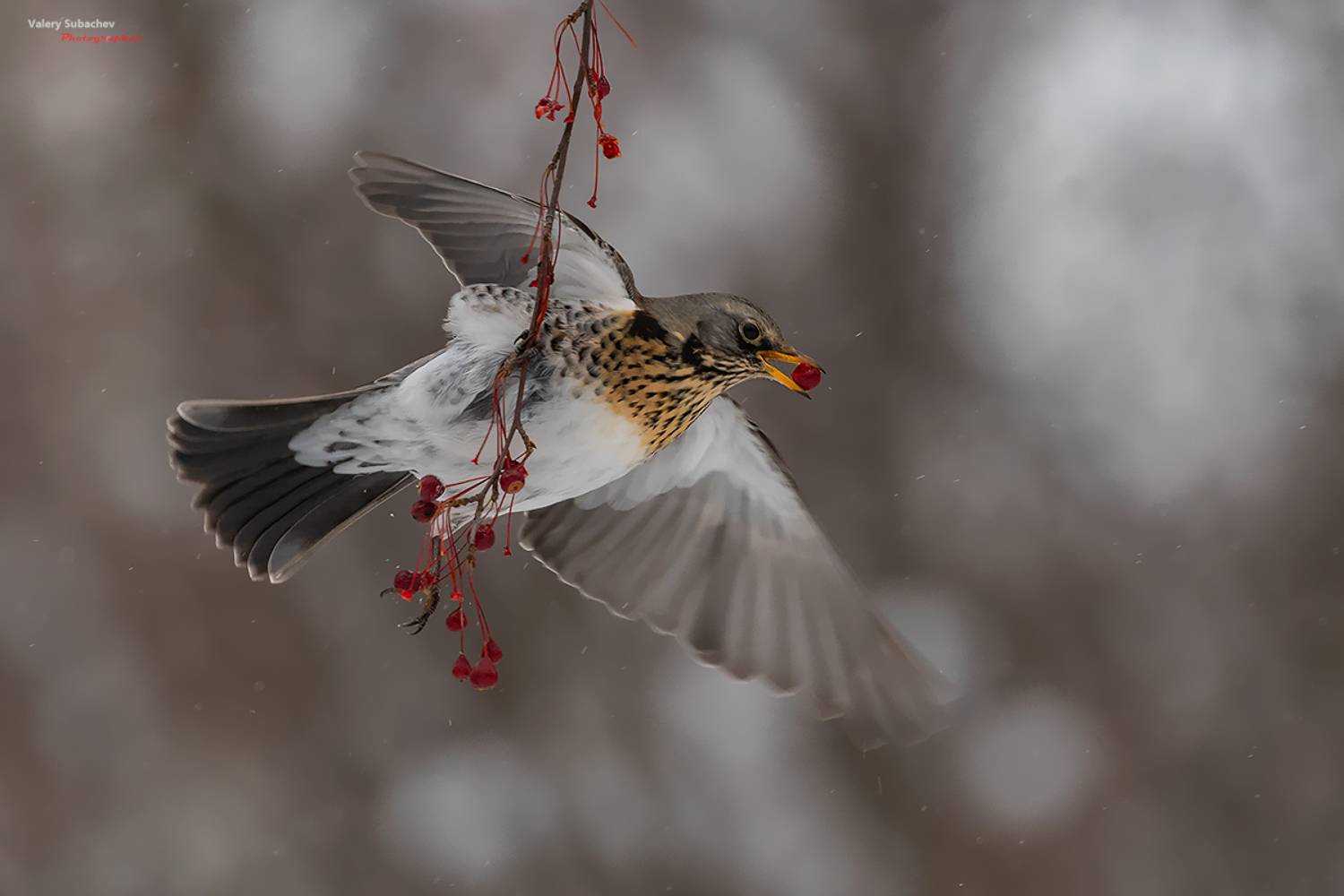 , Валерий Субачев