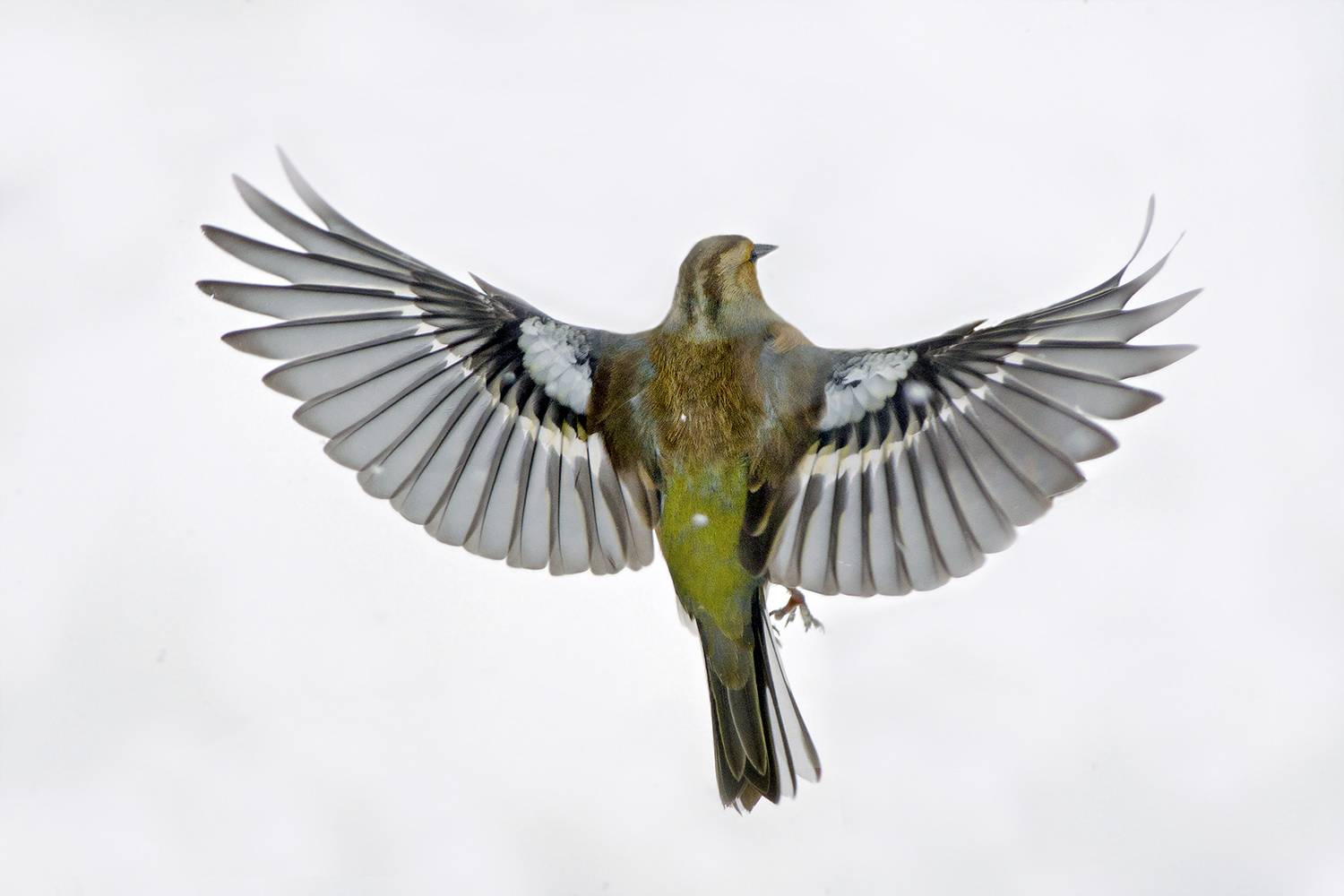 , Евгени Стефанов