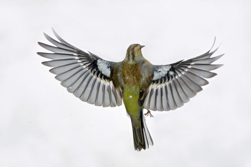Горный зяблик в снегу фото превью