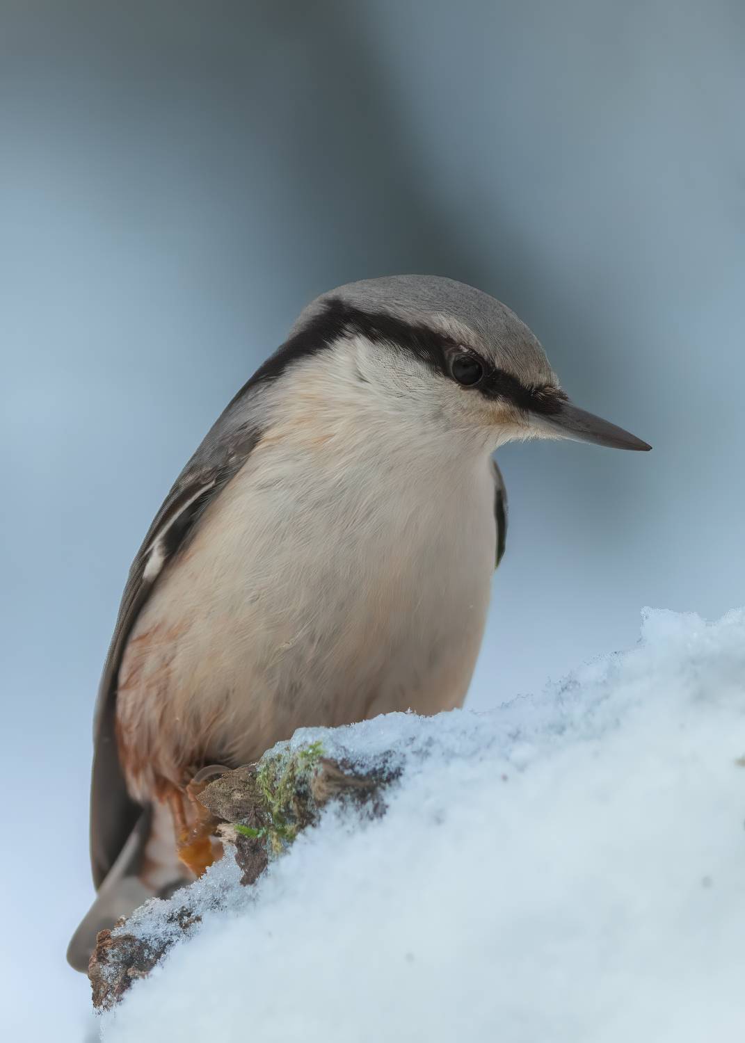 , Денис Пронин