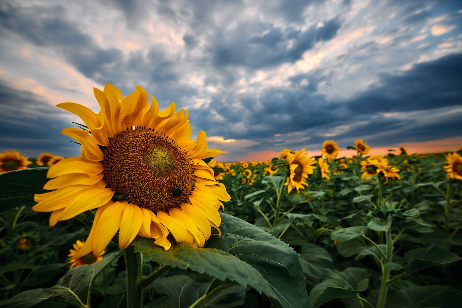 , Дмитрий Дыбов