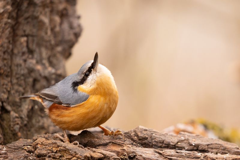 Nuthatch фото превью