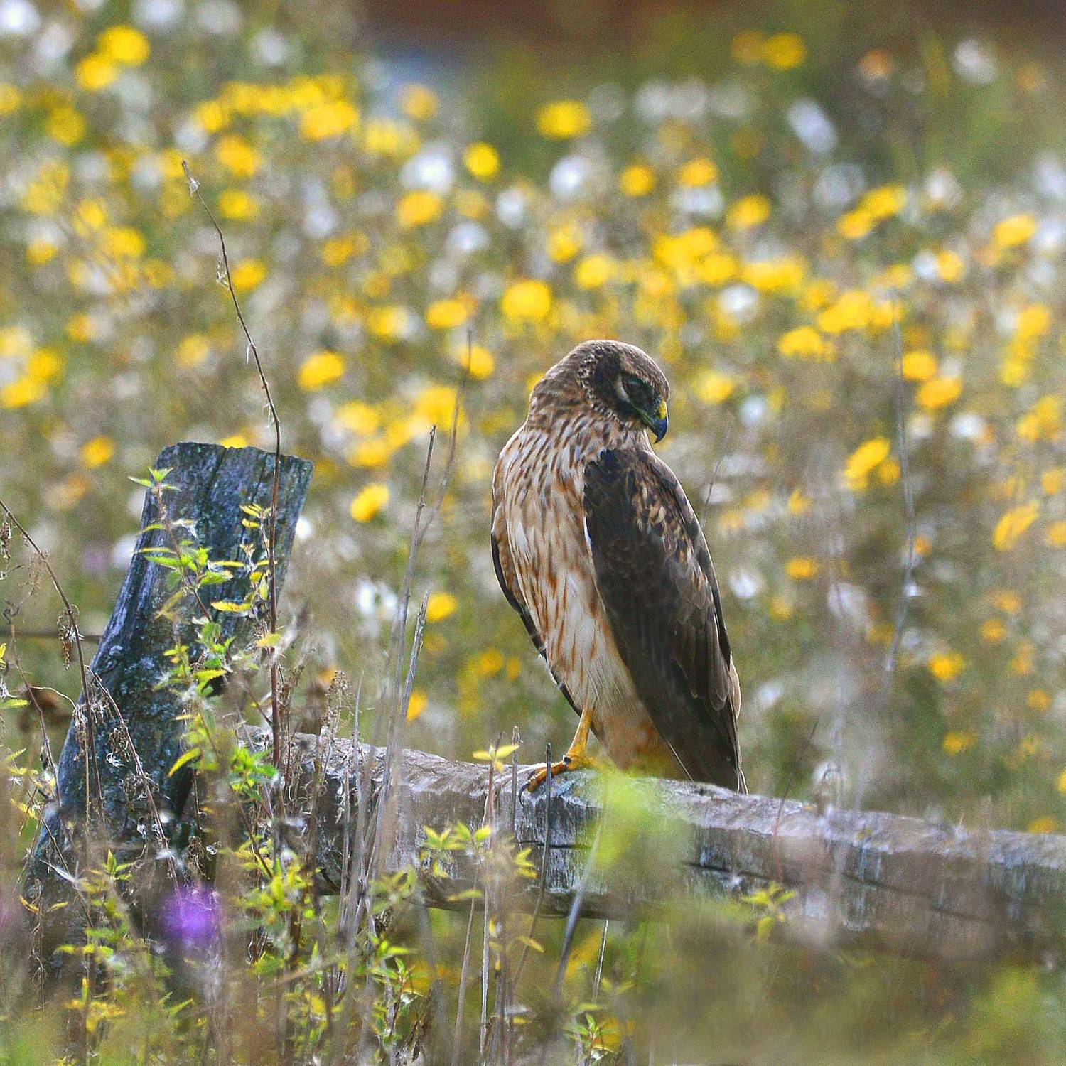 , Белоусов Михаил