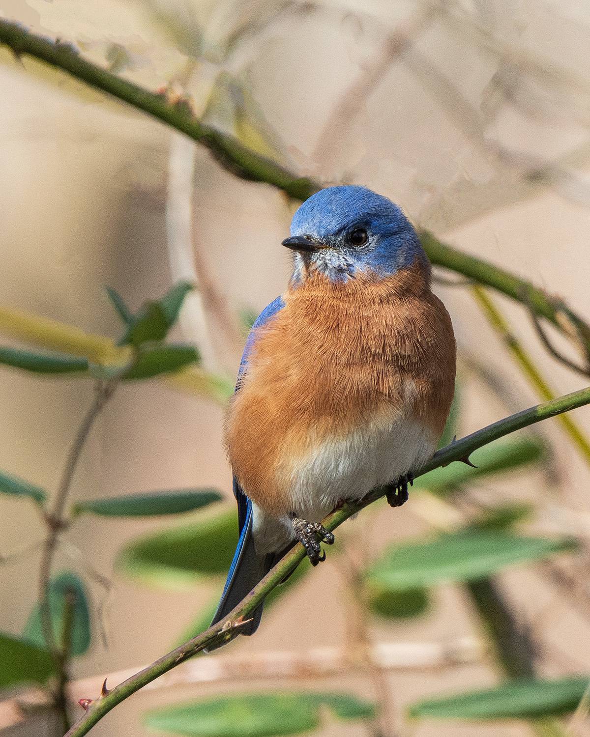 , Леонид Дьяченко