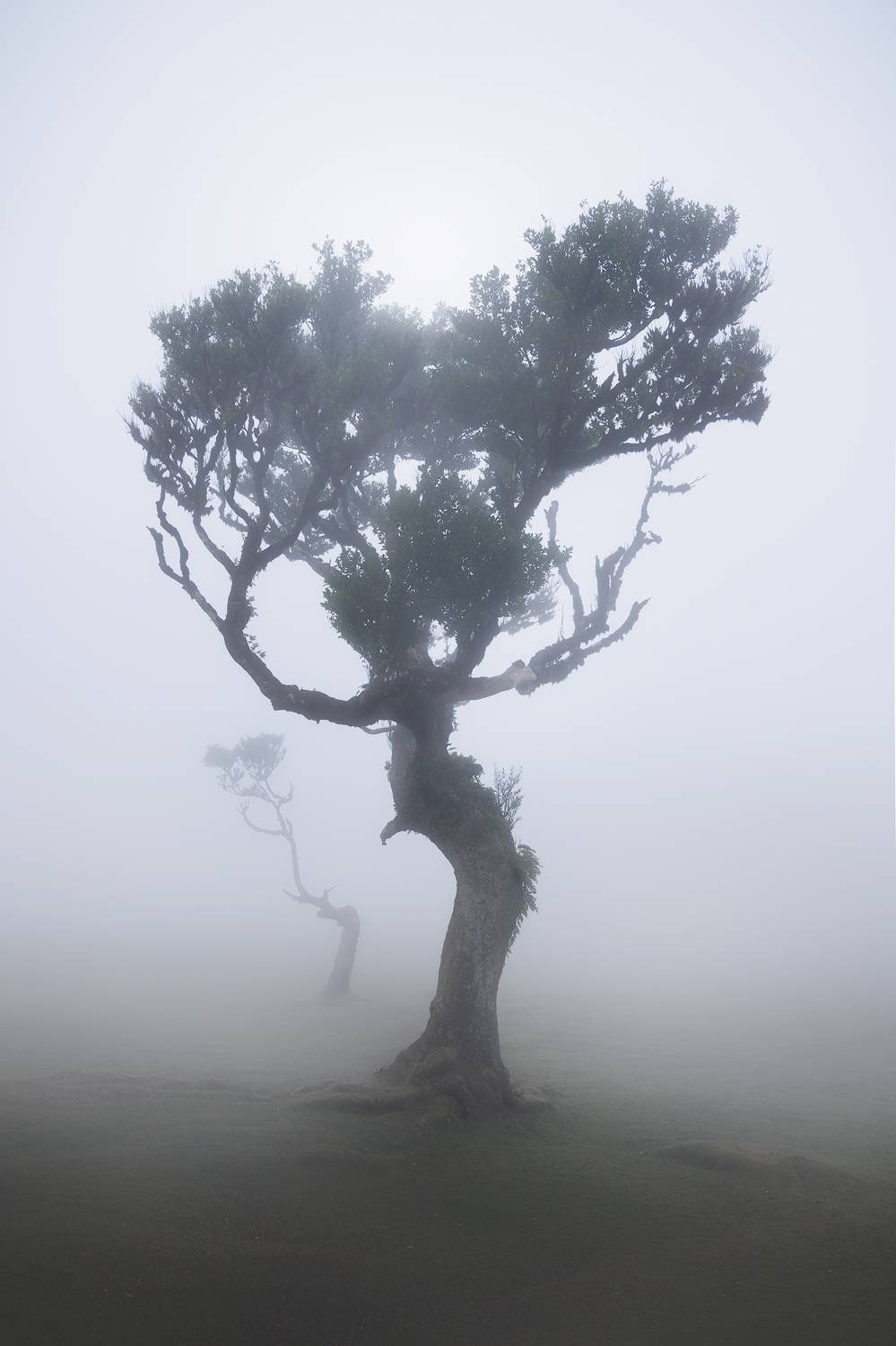 Madeira, Portugal, Daut Remo