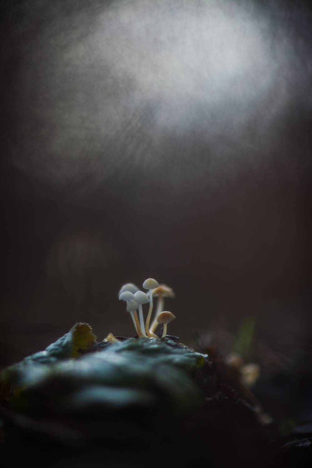 , Викулов Николай