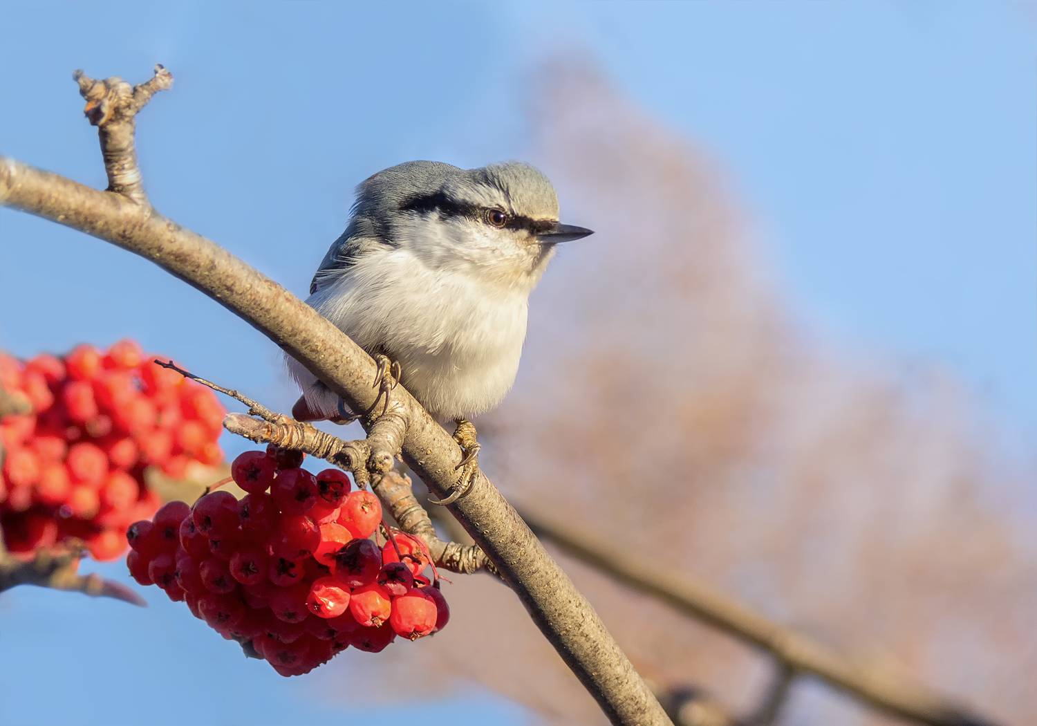 птица, поползень, рябина,, Марина Мочалова