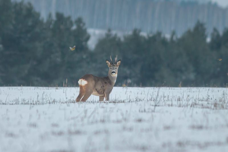 Европейская Косуля (Capreolus capreolus) фото превью