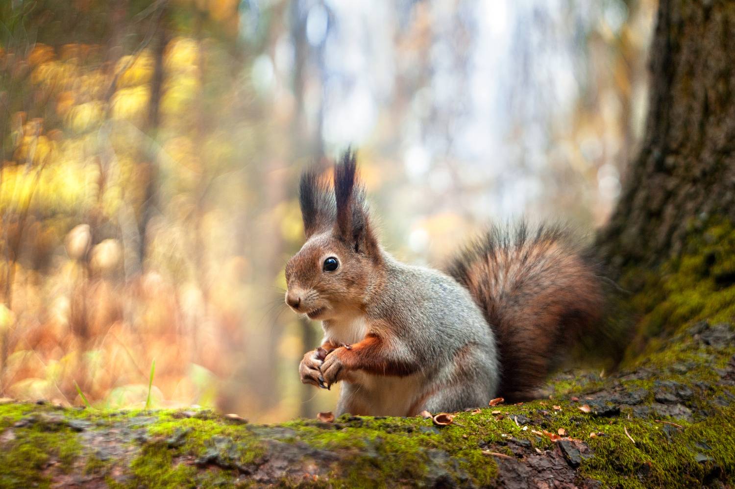 белка, Громова Анна