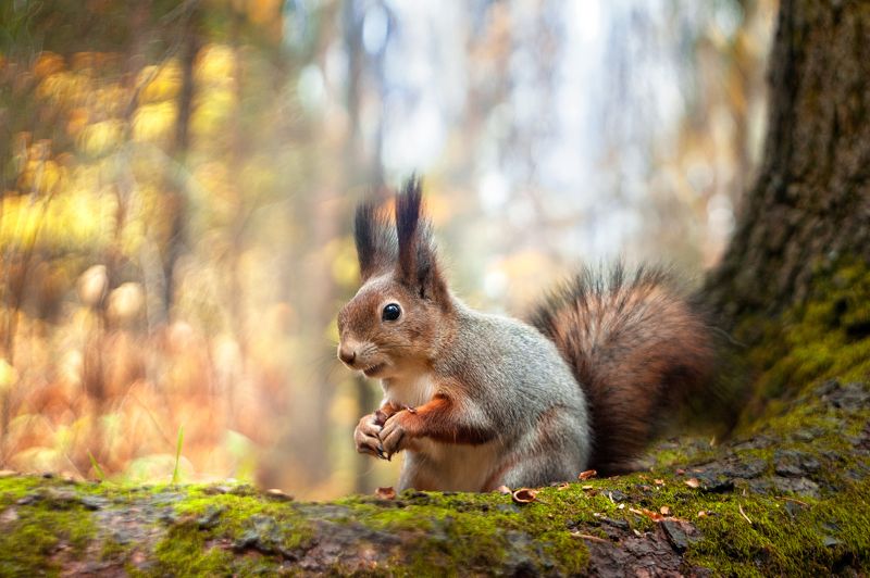 И орешки всё грызет фото превью