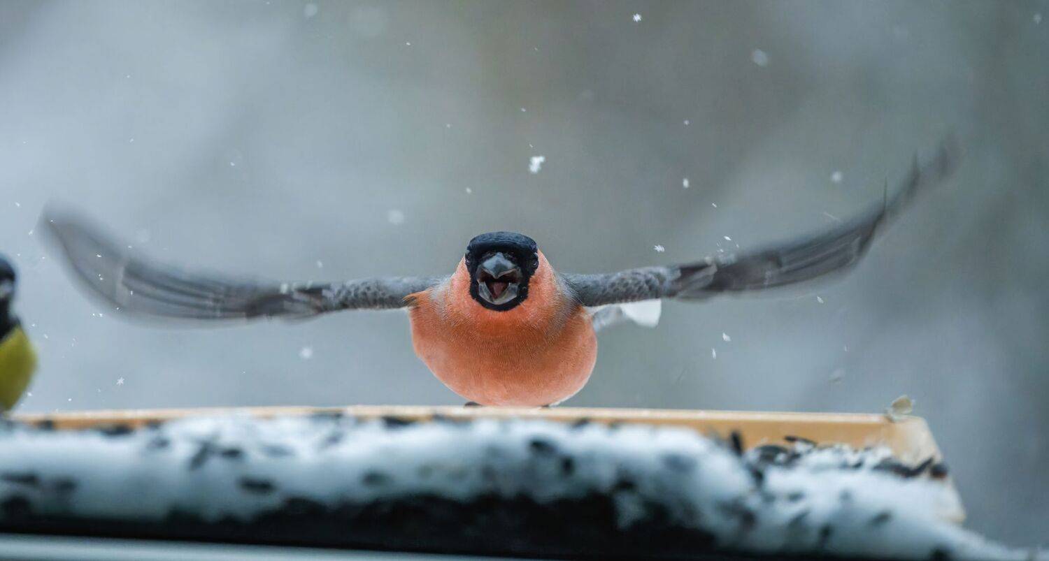 , Дэм Константин