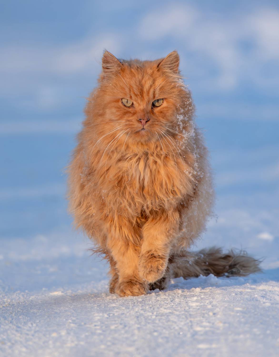 , Дэм Константин