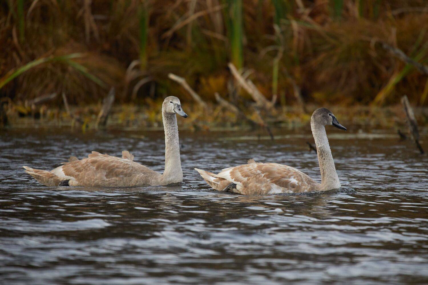 , Гильманов Артур