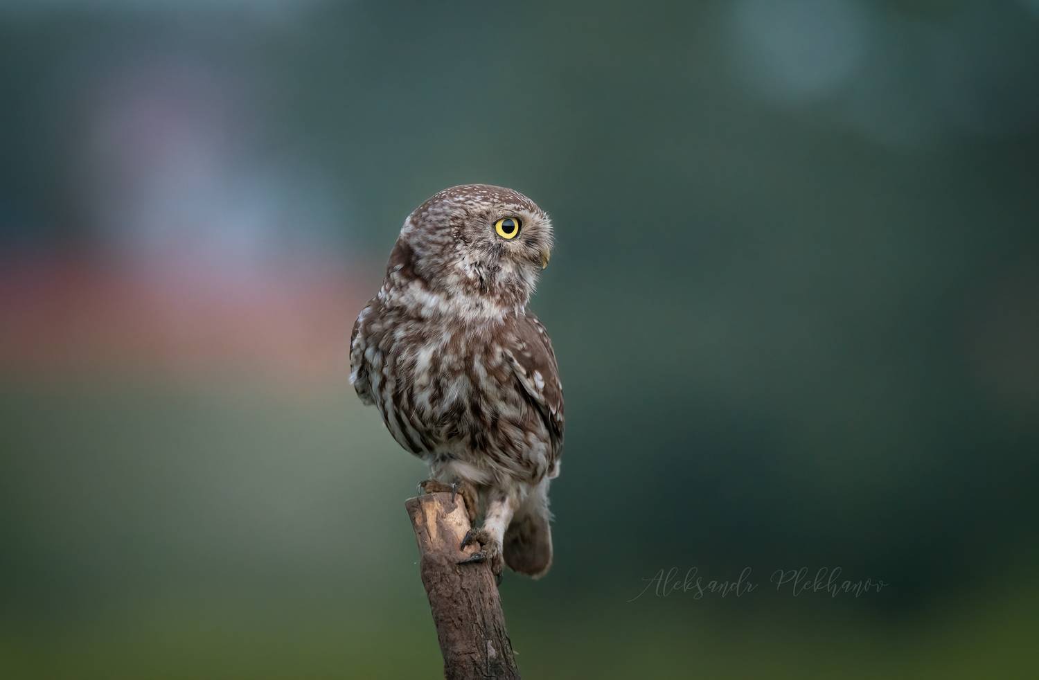 домовый сыч, little owl,, Плеханов Александр