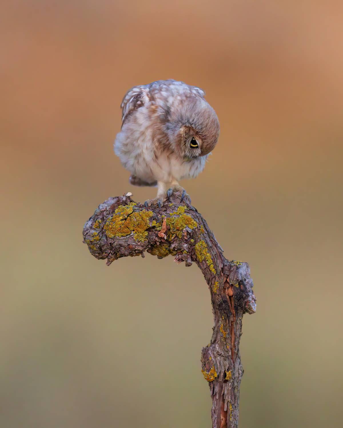 , Фруман Евгений