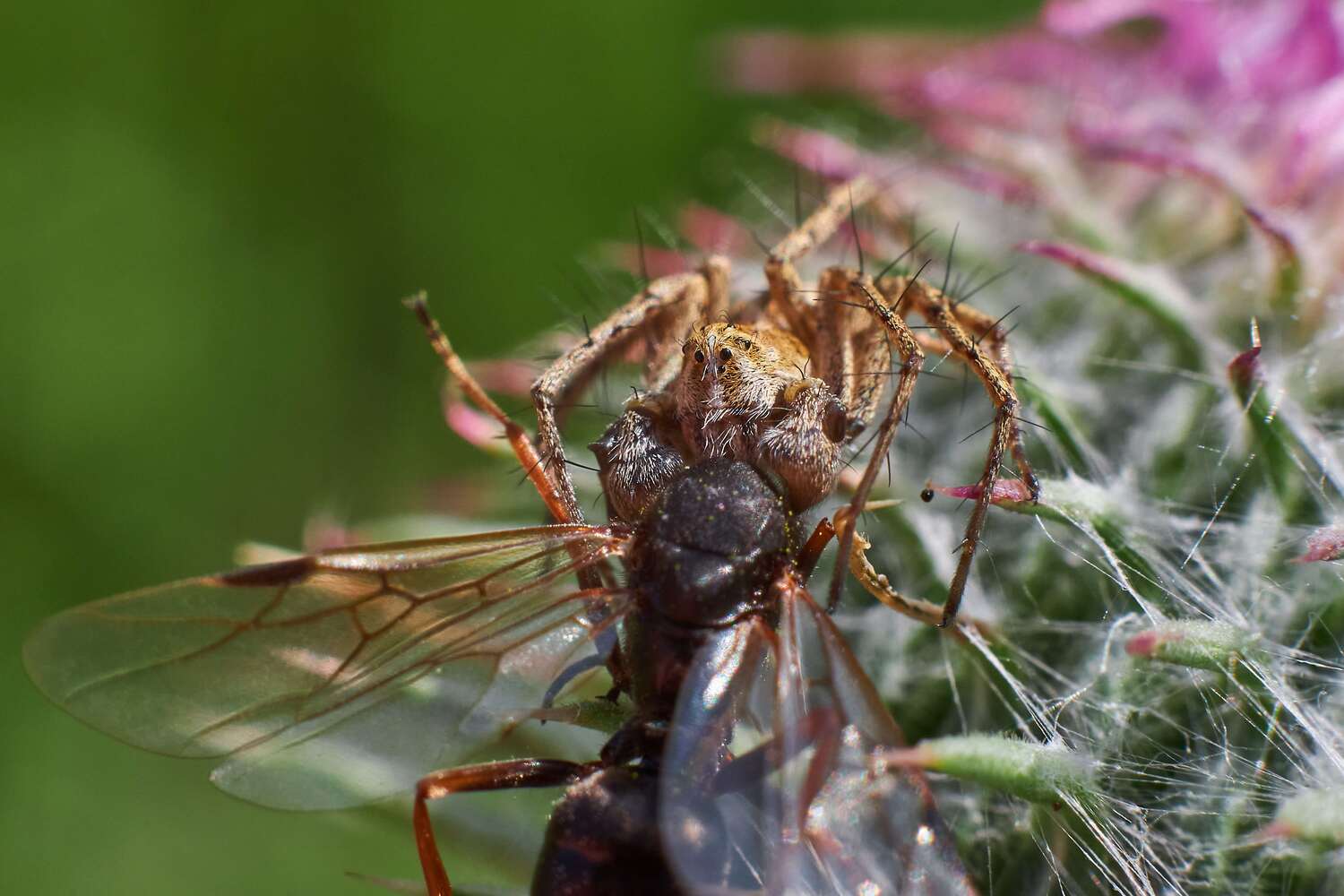 spyder, volgograd, russia, wildlife, , Сторчилов Павел
