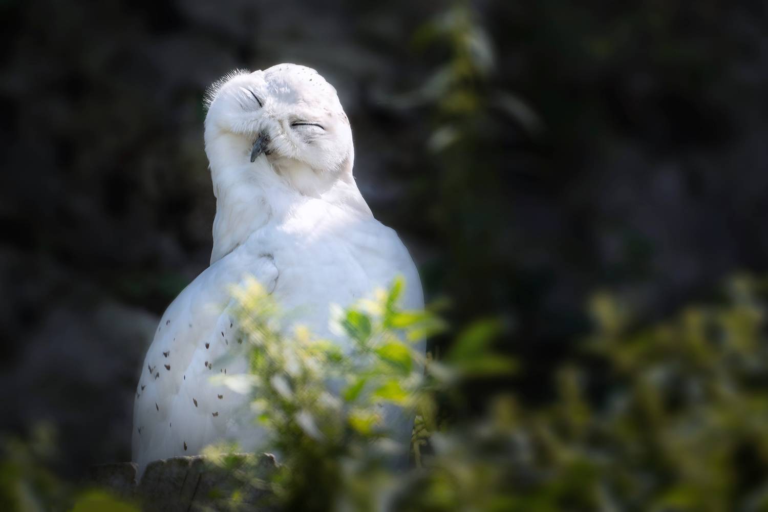 сова, полярная сова, животные, фауна, ЯR Ольга