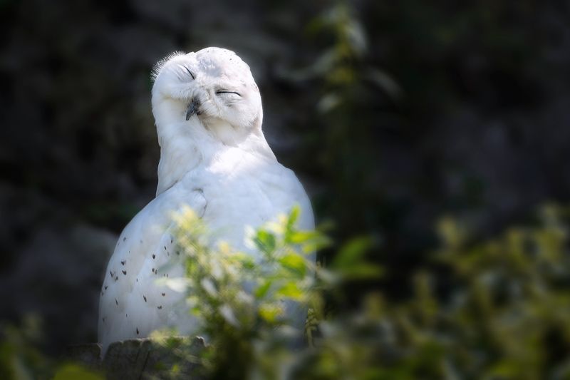 сова, полярная сова, животные, фауна ㅤ фото превью