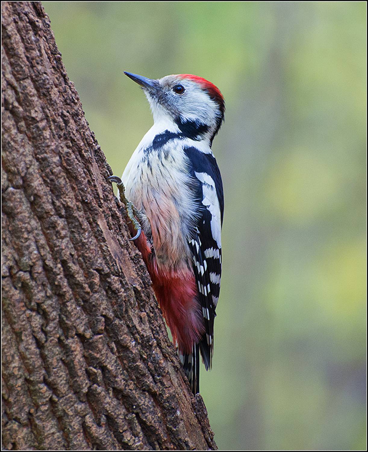 москва, зима,парк, птица, АНАТОЛИЙ ДОВЫДЕНКО