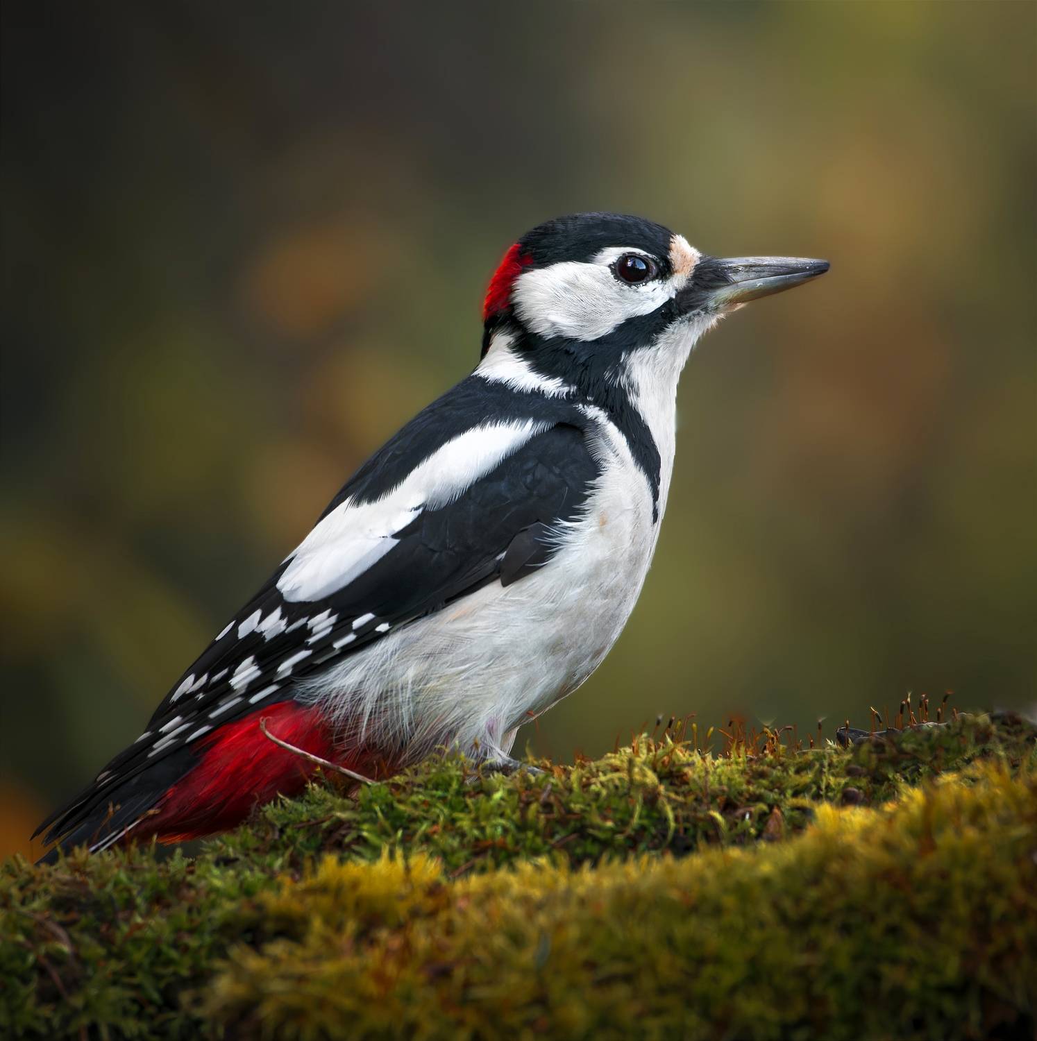 , Никон Александр