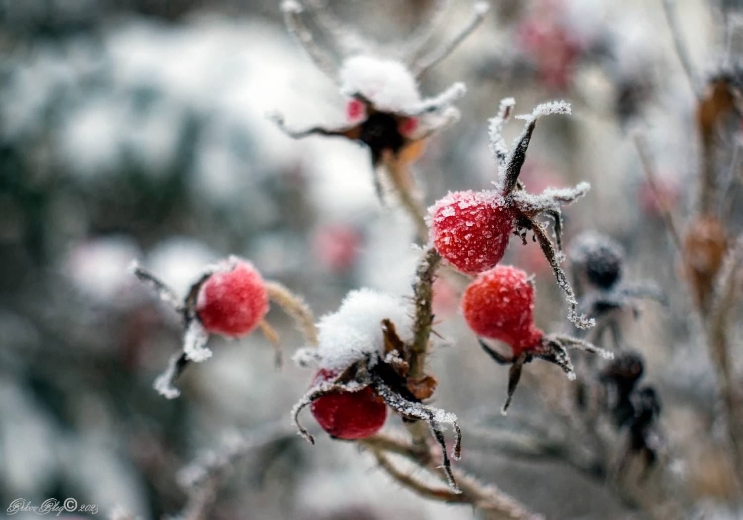 , Орлов Олег