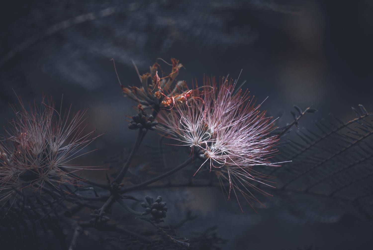 , Silvina S&aacute;nchez