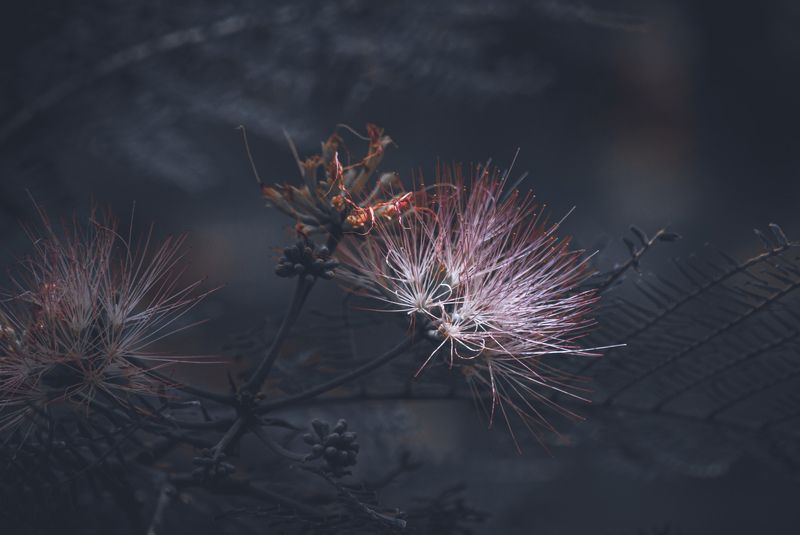Acacia d Constantinopla фото превью