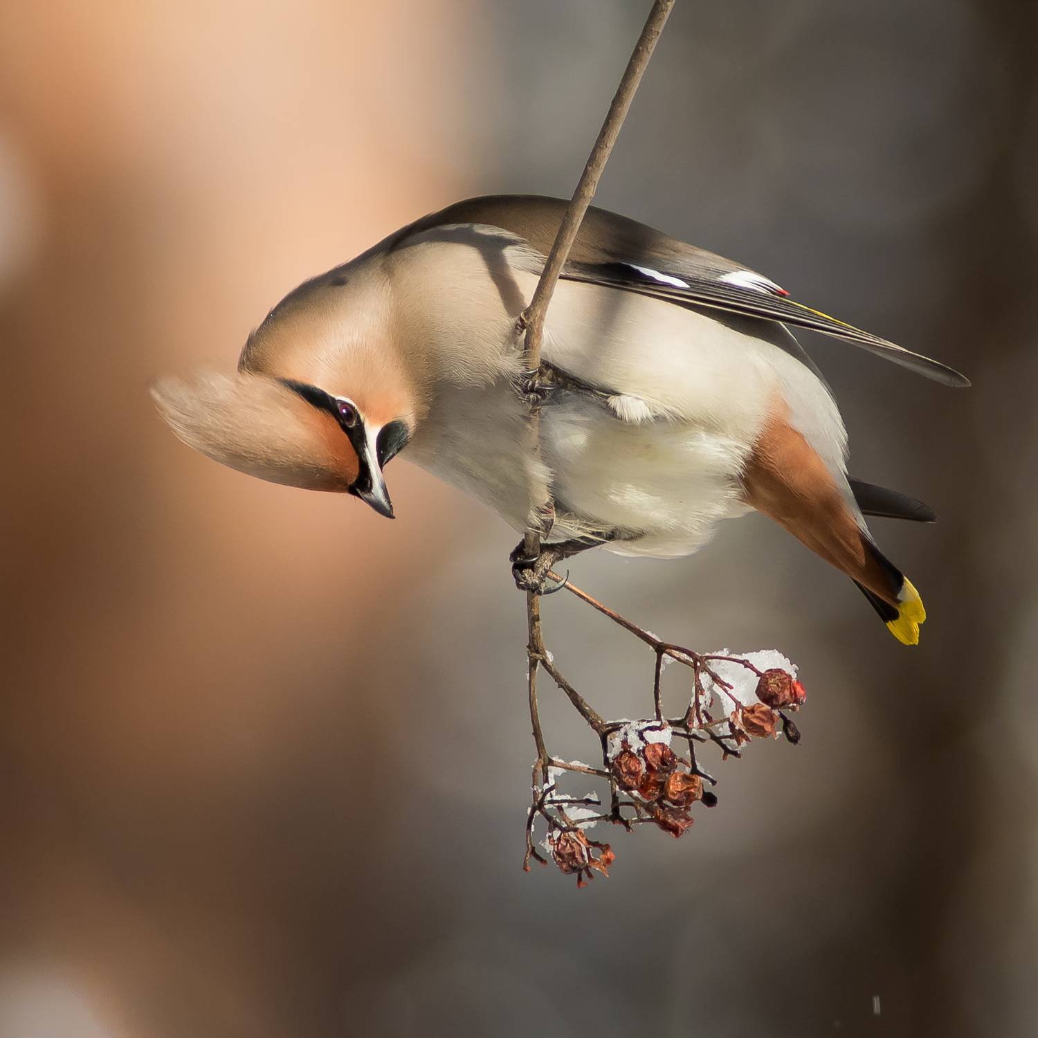 свиристель, Суслов Дмитрий