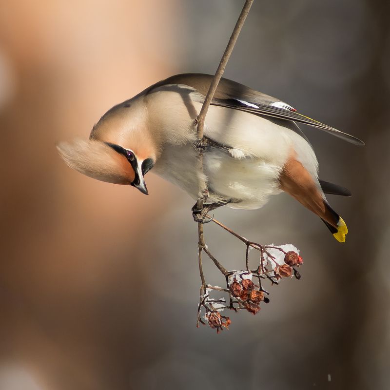 свиристель Свиристель фото превью