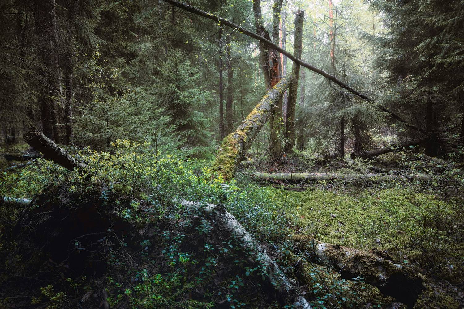 лес, деревья, листва, свет, Валерий Вождаев